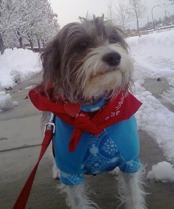 A grey with white Italian Tzu is standing on a shoveled sidewalk on a snowy day wearing a red banadana and a blue sweater.