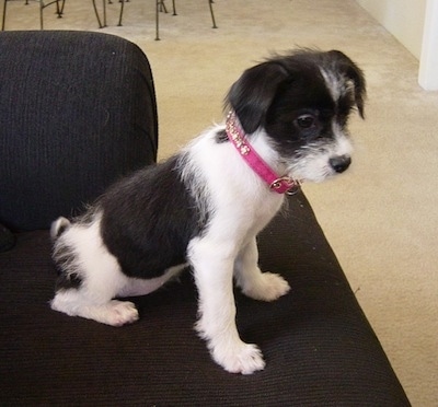 A white with black Italian Tzu is sitting on a black couch wearing a pink collar looking down at the floor.