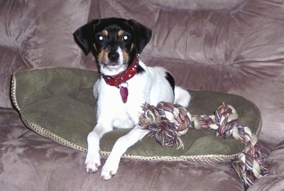 A white with black and tan Jack-Rat Terrier is laying next to a rope toy on a green pillow on top of a tan couch.