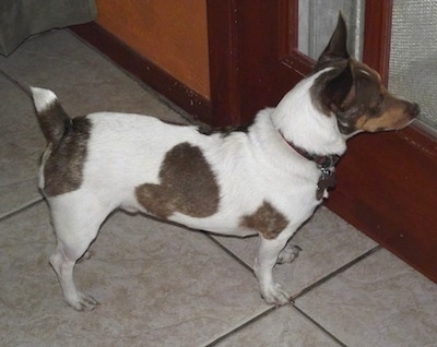 A white with brown Jack-Rat Terrier is standing on a white tiled floor in front of a door looking out of a door glass pane