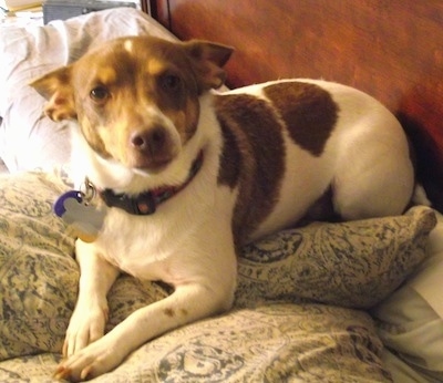 A white with brown Jack-Rat Terrier is laying on a humans bed on top of a pillow