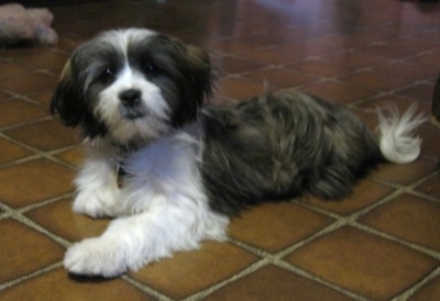 A grey with white and tan Jack Tzu is laying on a brown tiled floor.
