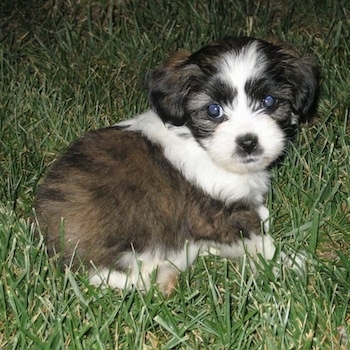 A small Jack Tzu puppy is laying in grass at night