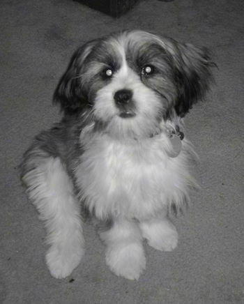 A black and white photo of a Jack Tzu sitting on a carpet looking up.