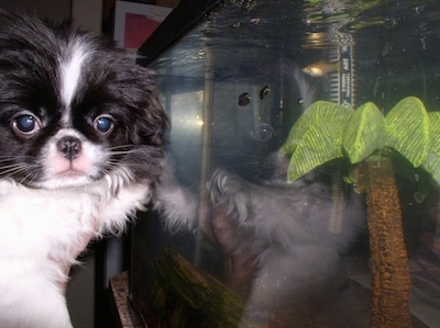 A white with black Japanese Chin puppy is being held up in front of a fish tank
