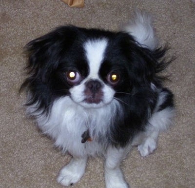 A black with white Japanese Chin puppy is sitting on a tan carpet and looking up. There is a bone behind it