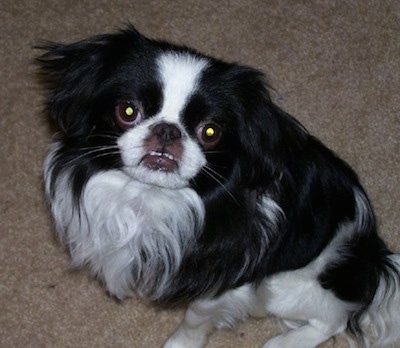 A black with white Japanese Chin puppy is laying on a tan carpet and it is looking up. The dog has an underbite and its bottom teeth are showing.
