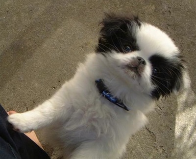 A white with black Japanese Chin puppy is jumping up against a persons legs. It is looking up