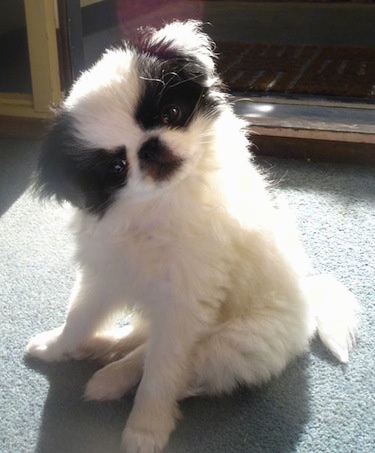 A white with black Japanese Chin puppy is sitting on a gray-green carpet in front of a doorway with its head tilted to the left