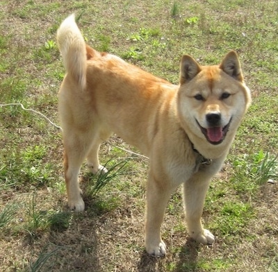 A happy looking tan with white Jindo dog is standing in grass, its mouth is open and tongue is out