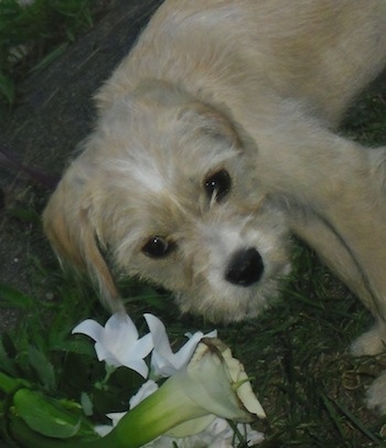 A tan with white King Schnauzer is laying on a rug next to a white flower.