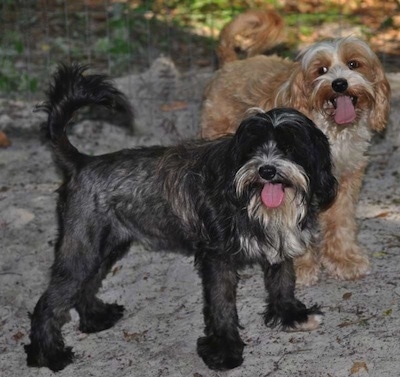 Two panting dogs, a black with white and a brown with cream Kobetan dog are standing outside on a rock.