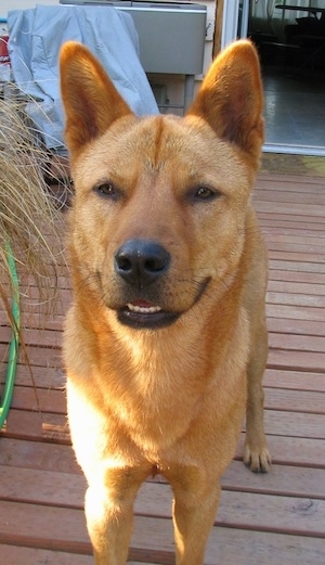 Close Up - A red Jindo is standing on a wooden deck in front of a house.