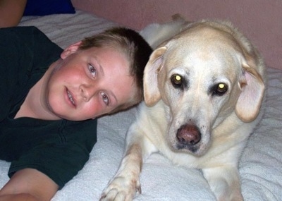 A yellow Labrador Retriever is laying on a bed next to a boy.