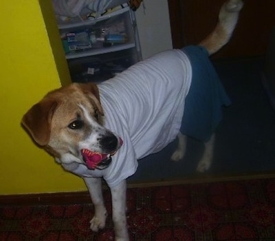 A tan and white Labernard is wearing a t shirt and shorts inside of a house. It has a red and yellow toy in its mouth