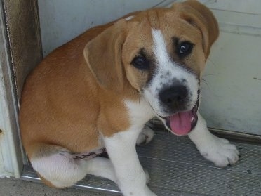 A happy looking tan and white with black Labernard puppy is sitting in front of a closed door and its mouth is open and tongue is out