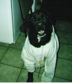 A black with white Labernard is wearing a white hoodie and it is standing on a tan tiled floor. Its mouth is open and its white bottom teeth are showing.