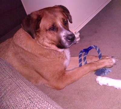 A tan with white Labernard is laying on a tan carpet, there is a blue rope toy in-between its front paws