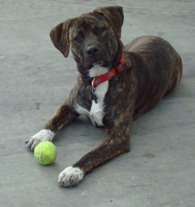 A reverse black brindle Labrabull dog is wearing a red collar laying in a parking lot and there is a tennis ball in front of it between its front paws. The dog's paws and chest are white.