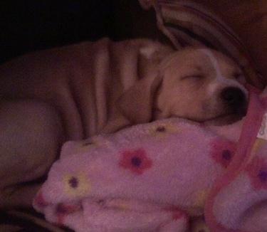 A tan with white Labrabull puppy is sleeping on a pink blanket with a flower print.