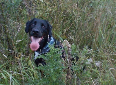A black with white Labradinger dog is sitting in tall grass. Its mouth is open and tongue is out. It is wearing a blue bandana