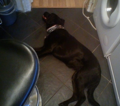 A black with white Labradinger is sleeping on its side on a black tiled floor in front of a white washer and dryer
