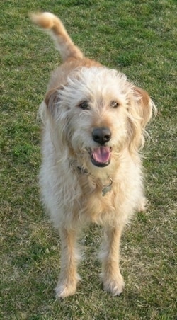 A happy, wiry-looking, tan Labradoodle is standing in grass and its mouth is open and tongue is out