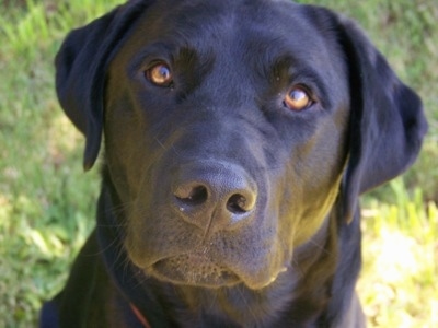 Close Up head shot - A wide-eyed black Labrador Retriever is sitting in front of a bush