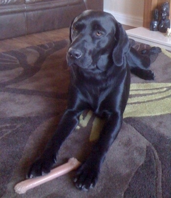 A black labrador Retriever is laying on a brown and green carpet. There is a plastic bone under one of its paws