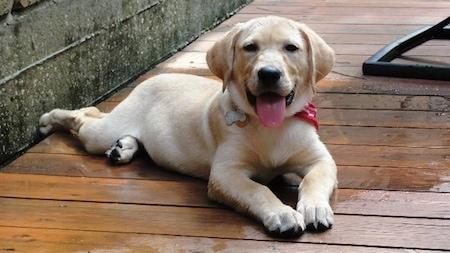 A yellow Labrador Retriever puppy is laying on a wooden deck wearing a red bandanna looking happy with its tongue hanging out.