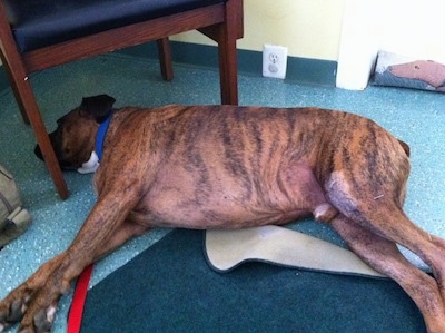 The left side of a brown brindle with white Boxer that is laying down in a veterinarians office