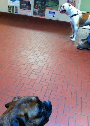 The head of a brown brindle Boxer that is sitting in a veterinarians office waiting room there is a white with brown bulldog standing across from it.