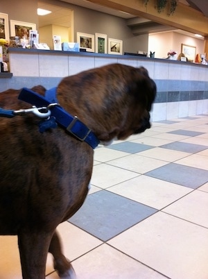 The back right side of a brown brindle with white Boxer that is standing in a veterinarians office