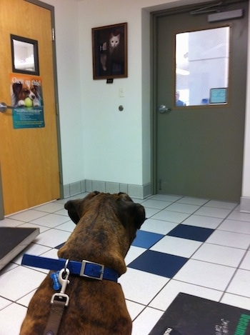 Bruno the Boxer sitting on a tiled floor in the veterinarians office staring at the door waiting for someone to come see him