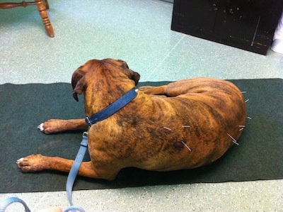 The back left side of a brown brindle with white Boxer with acupuncture needles in his back laying on a rug