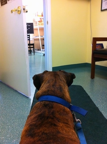 The back of a brown brindle Boxer that is looking into a room and waiting for the vet
