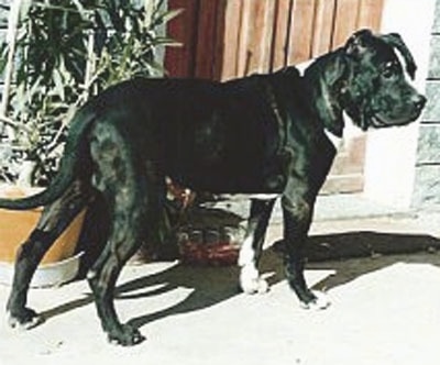 A black with white Lakota Mastino dog is standing on a porch in front of a door and a potted plant.