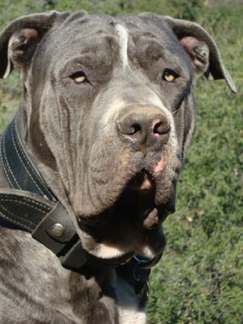 Close up head shot - A grey with white Lakota Mastino dog is wearing a thick black leather collar looking to the right