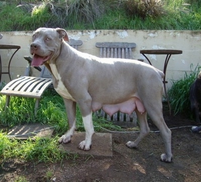 A pregnant grey with white Lakota Mastino dog is standing in dirt and on top of a concrete block. It's teets are full of milk. There is a concrete wall and wooden chairs and a table behind it.