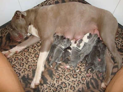 A grey with white Lakota Mastino dog is laying on its side on a leopard print dog bed and there is a litter of puppies feeding from her.