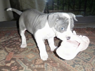 A grey with white Lakota Mastino puppy is chewing on a pink slipper inside of a house.