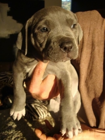 A grey with white Lakita Mastino puppy is being held in the air by a person