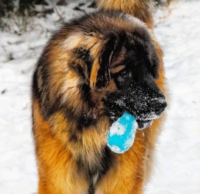 Front view of dog looking to the right - A brown and black Leonberger dog is standing in snow with a snowy blue toy in its mouth. It has snow on its snout.