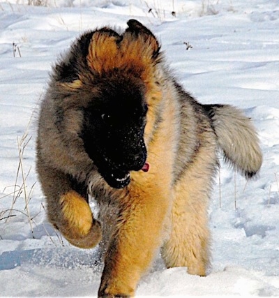 Action shot - A Leonberger puppy is jumping in snow and looking down and to the right. Its tongue is flapping around.