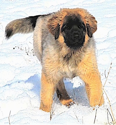 Front view head on - A Leonberger puppy is standing in snow and it is looking forward.