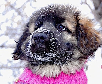 Close up head shot of a dog with snow all over it - A Leonberger puppy is wearing a hot pink sweater sitting in snow. It is looking up and to the left.