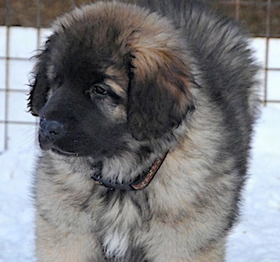 Close up upper body shot - A fluffy Leonberger puppy is standing in snow, it is looking to the left and there is a fence behind it.