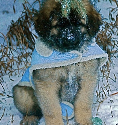 A Leonberger puppy is wearing a baby-blue coat sitting in snow. There is snow all over the dog and a pine tree above its head.