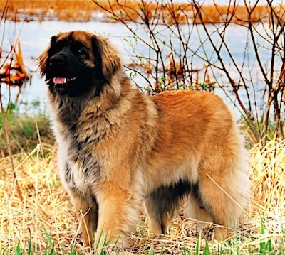 A brown with black Leonberger is standing in brown grass in front of a body of water looking to the left. Its mouth is open and tongue is out.