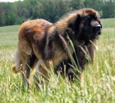 A large, furry black and brown leonberger is standing in tall grass looking forward.